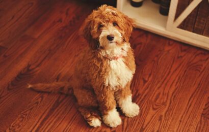 Photo Dog breed
